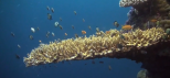 The Great Barrier Reef Marine Park Authority's Visit the Reef video The Great Barrier Reef Marine Park Authority's Visit the Reef video
