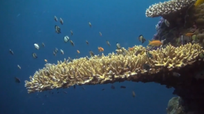 The Great Barrier Reef Marine Park Authority's Visit the Reef video The Great Barrier Reef Marine Park Authority's Visit the Reef video
